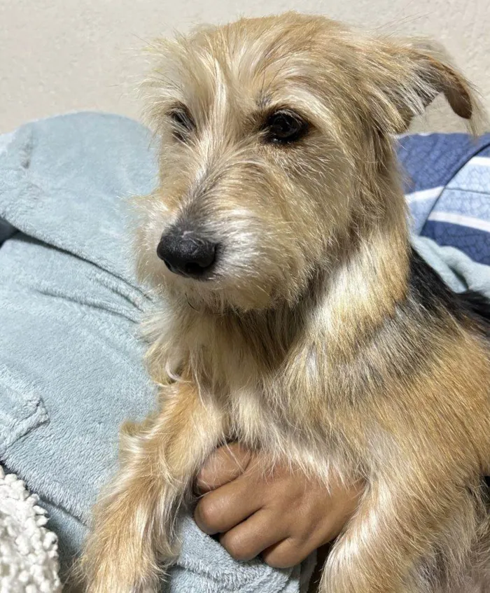 Cachorro ra a SRD-ViraLata idade 2 a 6 meses nome Falar com Ismenia - Whats 11 98126-6251