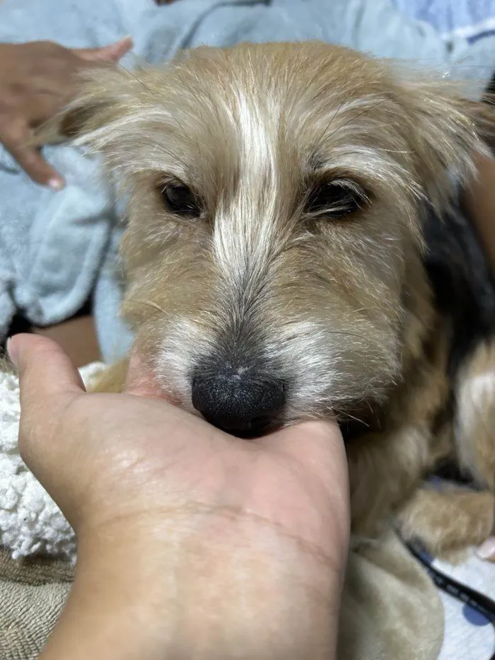 Cachorro ra a SRD-ViraLata idade 2 a 6 meses nome Falar com Ismenia - Whats 11 98126-6251