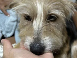 Cachorro raça SRD-ViraLata idade 2 a 6 meses nome Falar com Ismenia - Whats 11 98126-6251