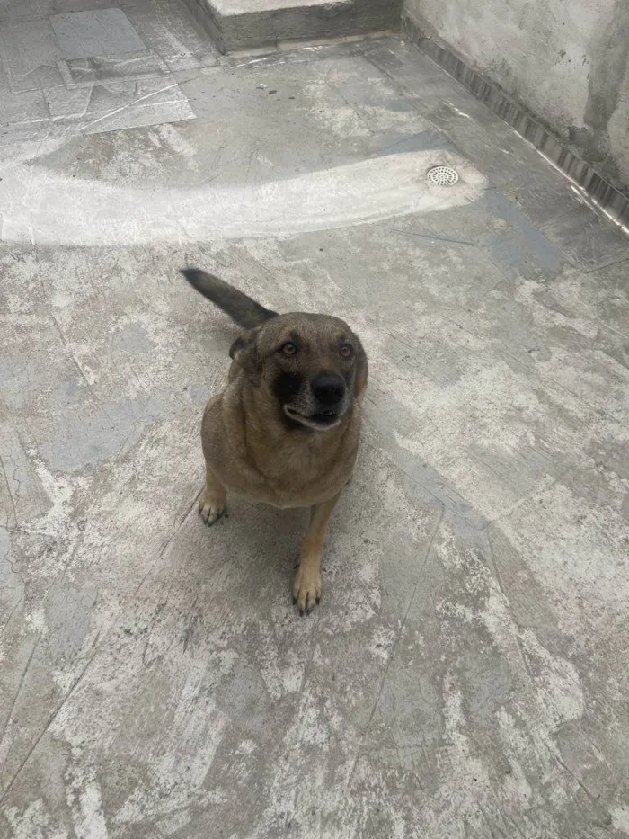 Cachorro ra a SRD-ViraLata idade 2 a 6 meses nome Falar com Nazareth - Whats 11 98240-7859