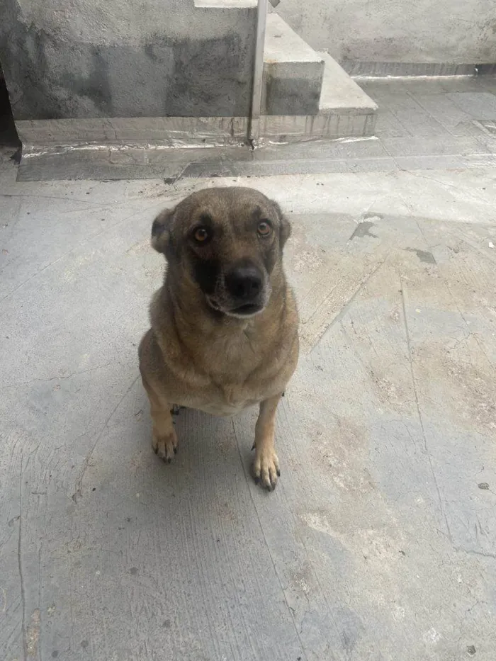 Cachorro ra a SRD-ViraLata idade 2 a 6 meses nome Falar com Nazareth - Whats 11 98240-7859