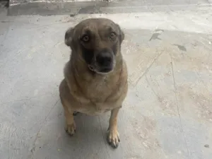 Cachorro raça SRD-ViraLata idade 2 a 6 meses nome Falar com Nazareth - Whats 11 98240-7859