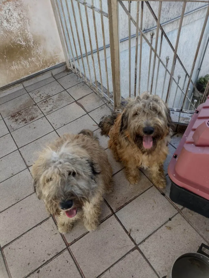 Cachorro ra a SRD-ViraLata idade 2 a 6 meses nome Falar com Mayara - Whats 11 94916-7728