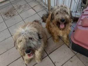 Cachorro raça SRD-ViraLata idade 2 a 6 meses nome Falar com Mayara - Whats 11 94916-7728