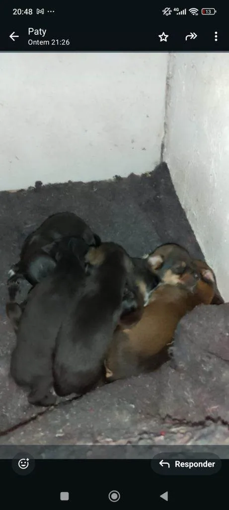 Cachorro ra a SRD-ViraLata idade Abaixo de 2 meses nome Falar com Márcia - Whats 11 99761-1243