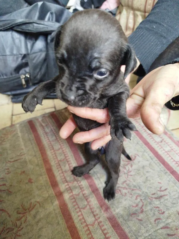 Cachorro ra a SRD-ViraLata idade Abaixo de 2 meses nome Falar com Márcia - Whats 11 99761-1243