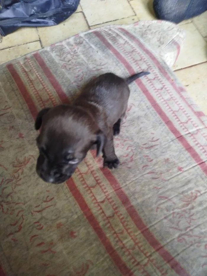 Cachorro ra a SRD-ViraLata idade Abaixo de 2 meses nome Falar com Márcia - Whats 11 99761-1243