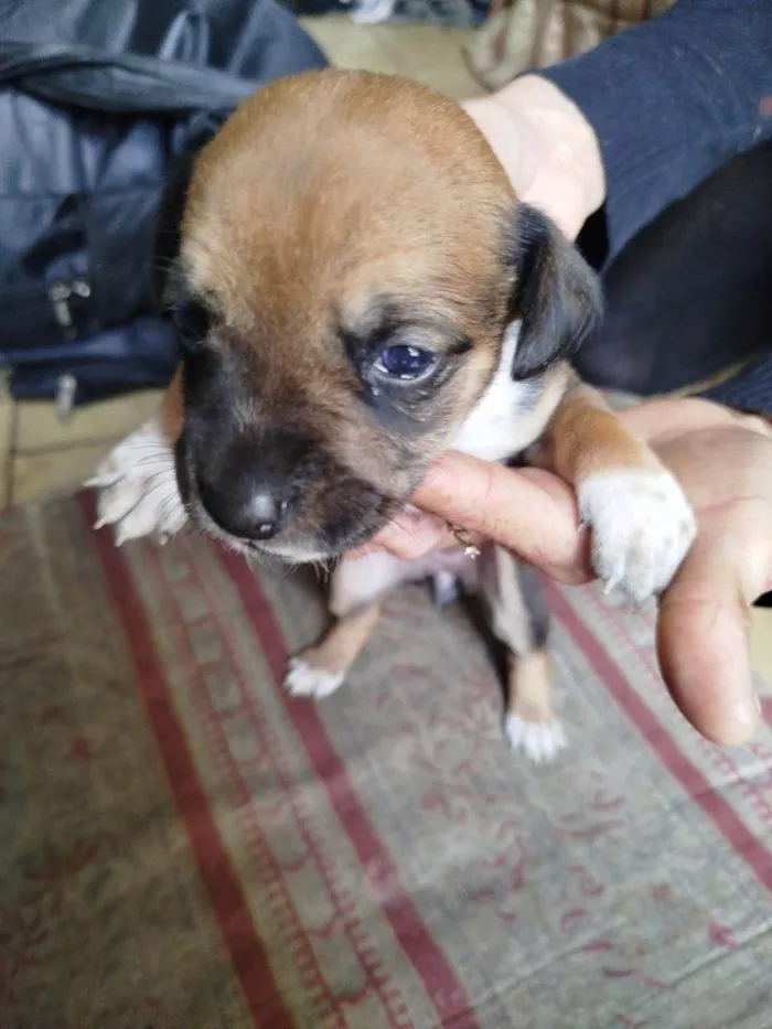 Cachorro ra a SRD-ViraLata idade Abaixo de 2 meses nome Falar com Márcia - Whats 11 99761-1243