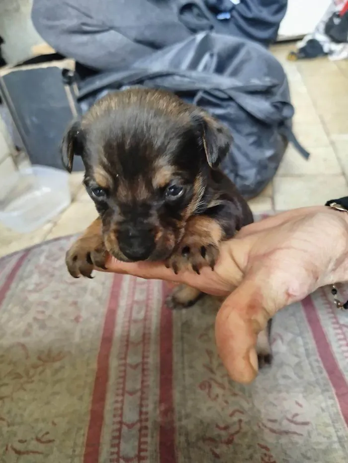 Cachorro ra a SRD-ViraLata idade Abaixo de 2 meses nome Falar com Márcia - Whats 11 99761-1243