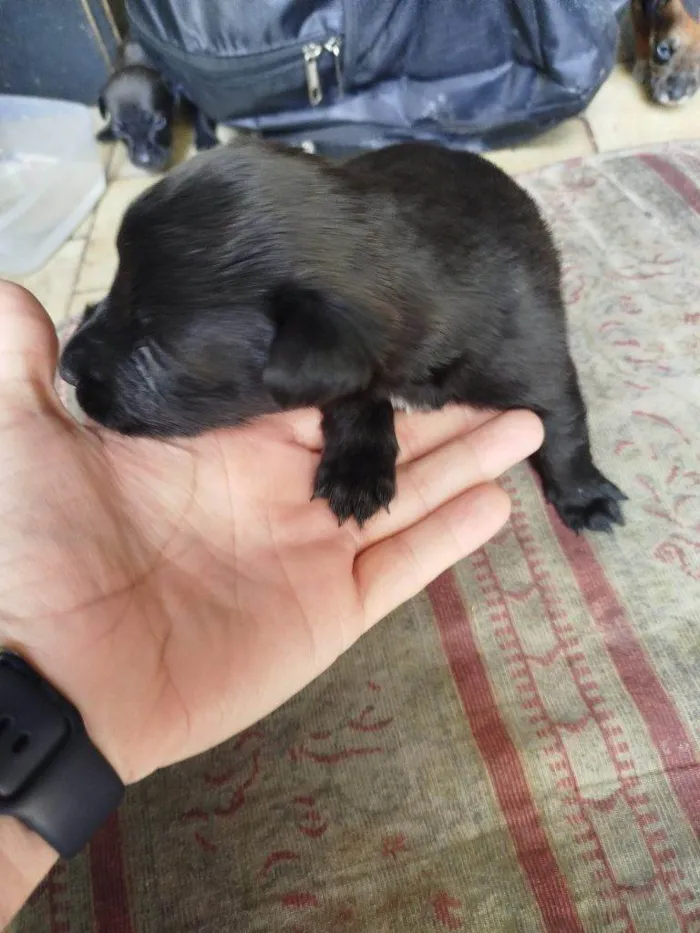 Cachorro ra a SRD-ViraLata idade Abaixo de 2 meses nome Falar com Márcia - Whats 11 99761-1243
