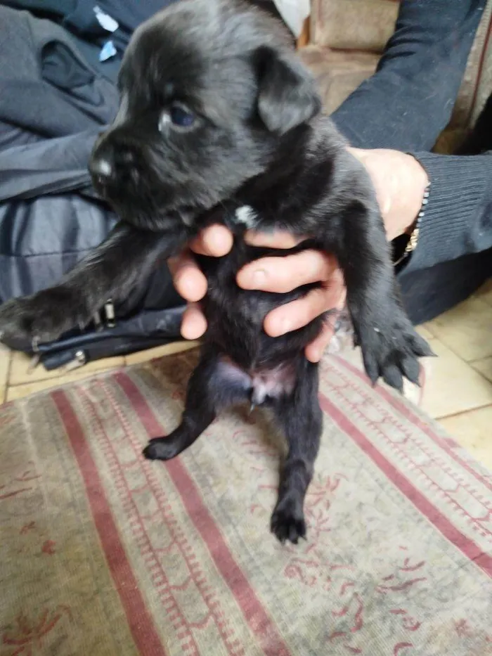 Cachorro ra a SRD-ViraLata idade Abaixo de 2 meses nome Falar com Márcia - Whats 11 99761-1243