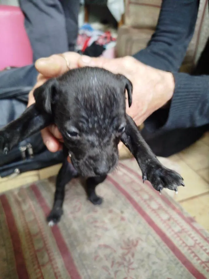 Cachorro ra a SRD-ViraLata idade Abaixo de 2 meses nome Falar com Márcia - Whats 11 99761-1243