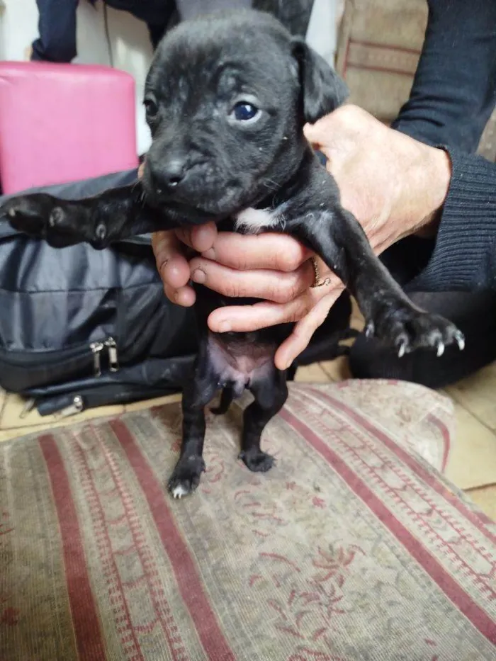 Cachorro ra a SRD-ViraLata idade Abaixo de 2 meses nome Falar com Márcia - Whats 11 99761-1243