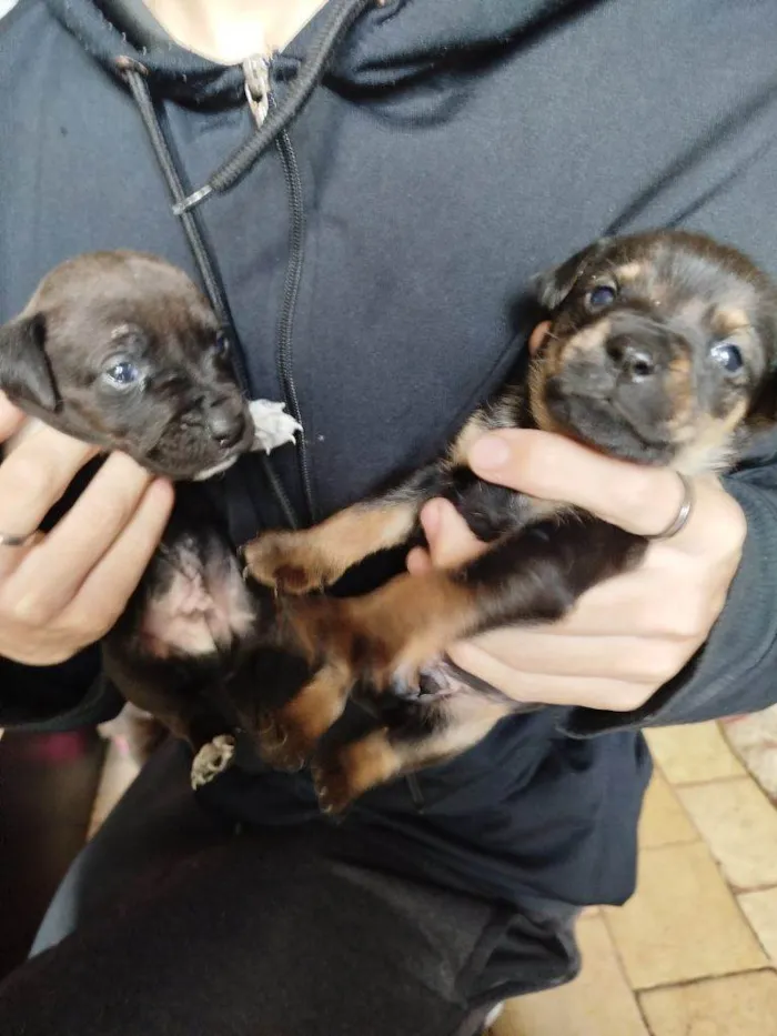 Cachorro ra a SRD-ViraLata idade Abaixo de 2 meses nome Falar com Márcia - Whats 11 99761-1243