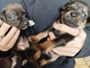 Cachorro raça SRD-ViraLata idade Abaixo de 2 meses nome Falar com Márcia - Whats 11 99761-1243