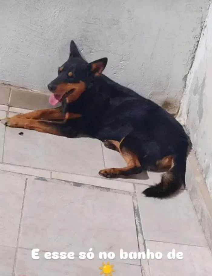 Cachorro ra a SRD-ViraLata idade 2 a 6 meses nome Falar com Camila - Whats 11 93267-1053