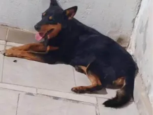 Cachorro raça SRD-ViraLata idade 2 a 6 meses nome Falar com Camila - Whats 11 93267-1053