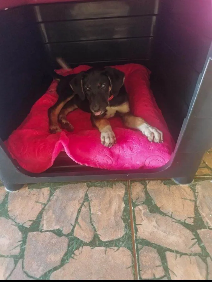 Cachorro ra a SRD-ViraLata idade 2 a 6 meses nome Falar com Andressa - Whats 11 93247-3975