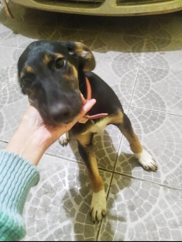 Cachorro ra a SRD-ViraLata idade 2 a 6 meses nome Falar com Andressa - Whats 11 93247-3975