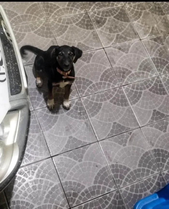 Cachorro ra a SRD-ViraLata idade 2 a 6 meses nome Falar com Andressa - Whats 11 93247-3975