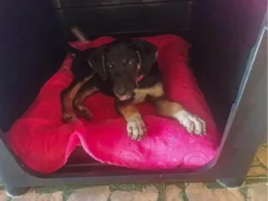 Cachorro raça SRD-ViraLata idade 2 a 6 meses nome Falar com Andressa - Whats 11 93247-3975