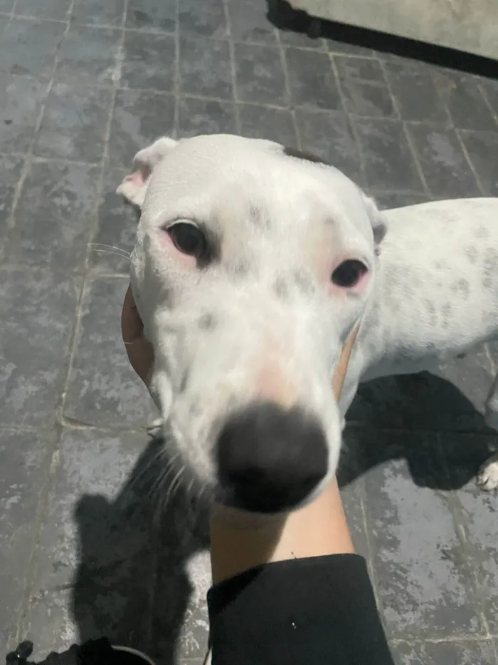 Cachorro ra a SRD-ViraLata idade 2 a 6 meses nome  Falar com Felipe - Whats 18 99672-6468