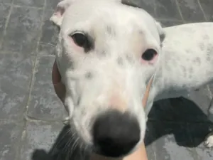 Cachorro raça SRD-ViraLata idade 2 a 6 meses nome  Falar com Felipe - Whats 18 99672-6468