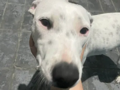 Cachorro raça SRD-ViraLata idade 2 a 6 meses nome  Falar com Felipe - Whats 18 99672-6468