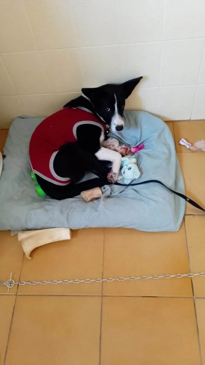 Cachorro ra a SRD-ViraLata idade 2 a 6 meses nome Falar com Renata - Whats 13 99789-1167