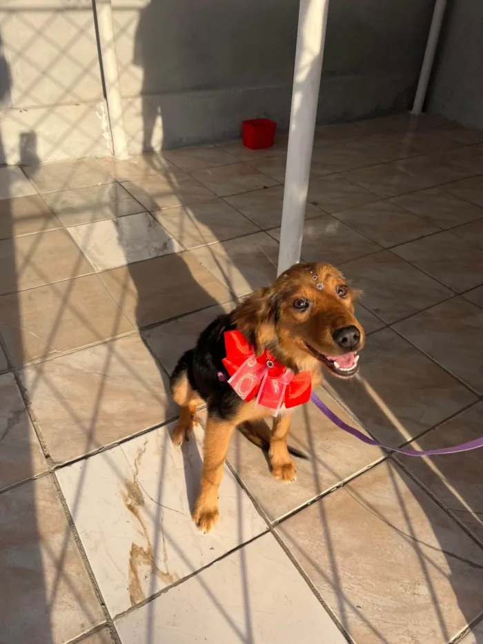 Cachorro ra a SRD-ViraLata idade 7 a 11 meses nome Lesse