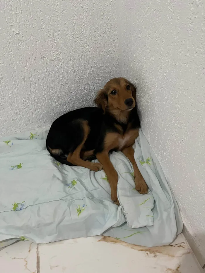 Cachorro ra a SRD-ViraLata idade 7 a 11 meses nome Lesse