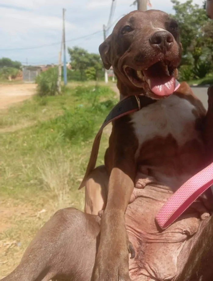 Cachorro ra a Pit-Bull idade 4 anos nome kiara
