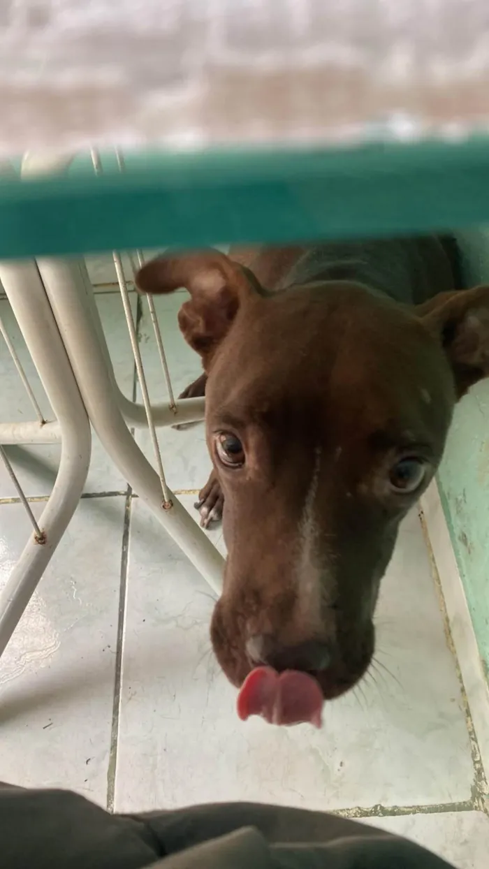 Cachorro ra a Pit-Bull idade 4 anos nome kiara