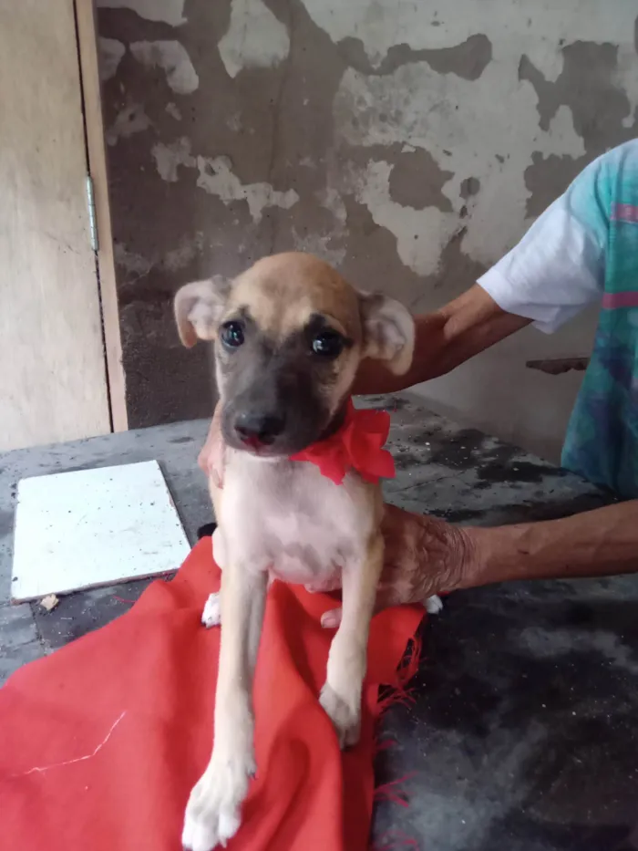 Cachorro ra a SRD-ViraLata idade 2 a 6 meses nome Minie