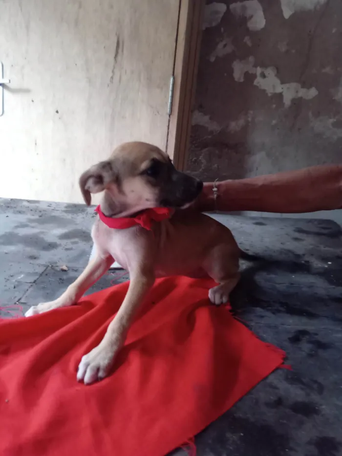 Cachorro ra a SRD-ViraLata idade 2 a 6 meses nome Minie