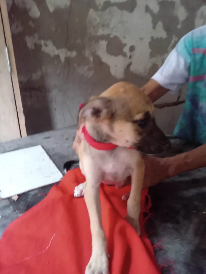 Cachorro ra a SRD-ViraLata idade 2 a 6 meses nome Minie