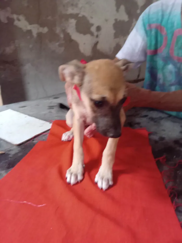 Cachorro ra a SRD-ViraLata idade 2 a 6 meses nome Minie