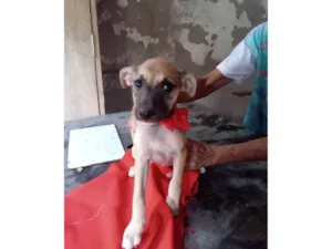 Cachorro raça SRD-ViraLata idade 2 a 6 meses nome Minie