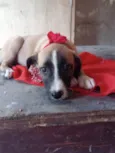 Lua