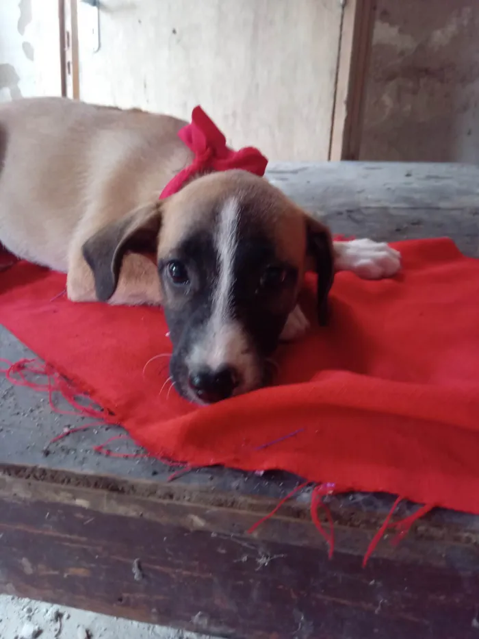Cachorro ra a SRD-ViraLata idade 3 anos nome Lua
