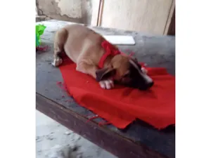 Cachorro raça SRD-ViraLata idade 3 anos nome Lua