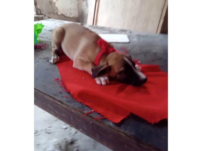 Cachorro ra a SRD-ViraLata idade 3 anos nome Lua