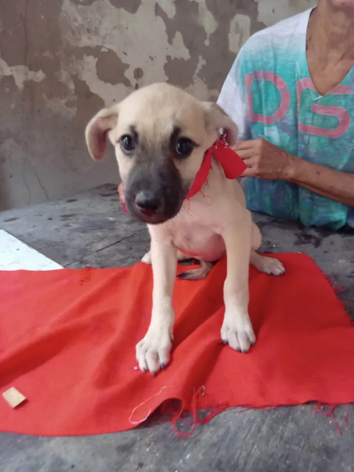 Cachorro ra a SRD-ViraLata idade 2 a 6 meses nome Lessie