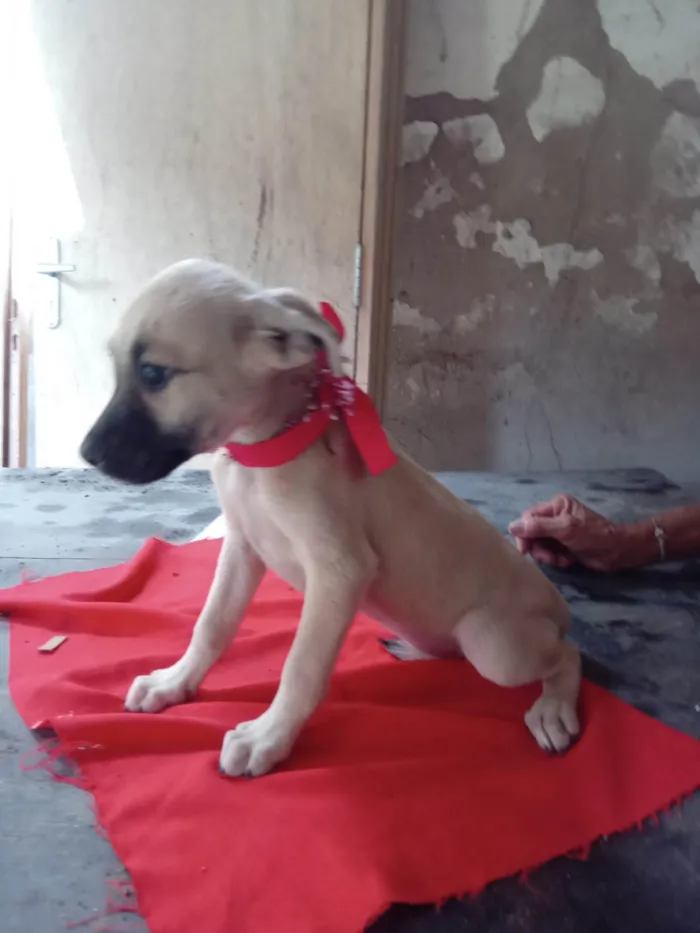 Cachorro ra a SRD-ViraLata idade 2 a 6 meses nome Lessie