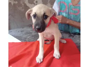 Cachorro raça SRD-ViraLata idade 2 a 6 meses nome Lessie