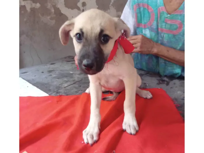 Cachorro ra a SRD-ViraLata idade 2 a 6 meses nome Lessie