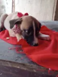 Mili