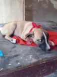 Mili