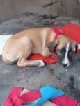Mili