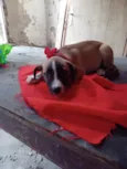 Mili